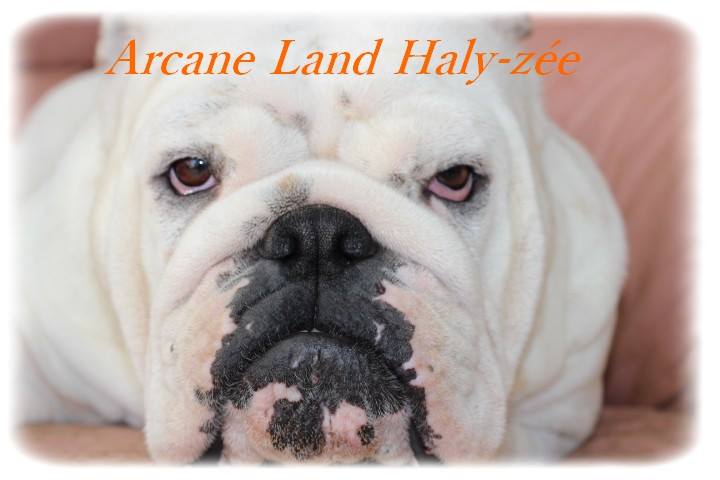 Arcane Land Haly-zee