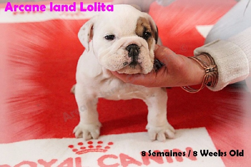 Arcane Land - Bulldog Anglais - Portée née le 31/03/2015